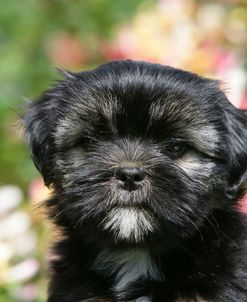 XR9C3214 Lhasa Apso