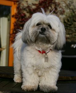 XR9C3466 Lhasa Apso