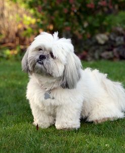 XR9C3493 Lhasa Apso