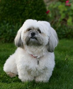 XR9C3509 Lhasa Apso