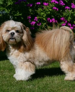 XR9C7012 Lhasa Apso