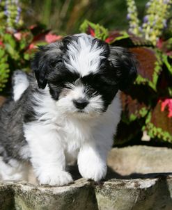 XR9C7680 Lhasa Apso