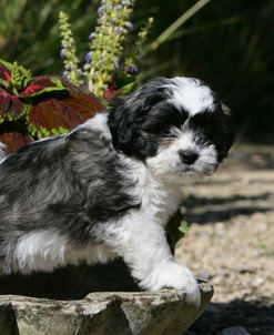 XR9C7682 Lhasa Apso