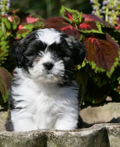 XR9C7692 Lhasa Apso