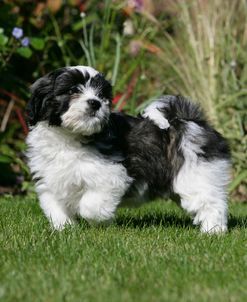 XR9C7696 Lhasa Apso