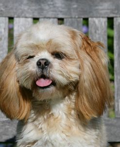 XR9C6993 Lhasa Apso