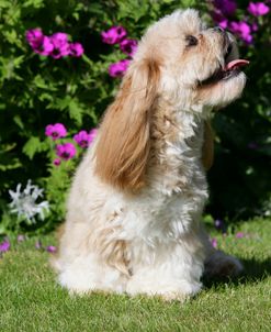 XR9C7008 Lhasa Apso