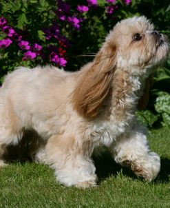 XR9C7009 Lhasa Apso