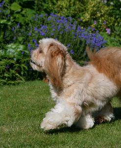 XR9C7010 Lhasa Apso