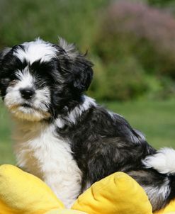 XR9C7732 Lhasa Apso