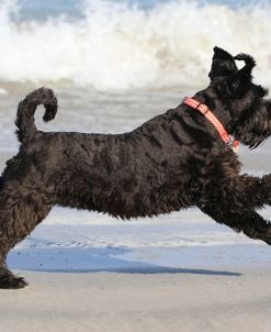 A21C1161 Schnauzer – Miniature