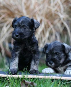 A21C5902 Schnauzer – Miniature