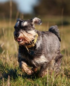 A21C9272 Schnauzer – Miniature