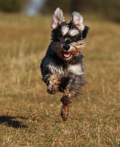 A21C9289 Schnauzer – Miniature