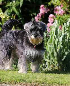 AY3V4728 Schnauzer – Miniature