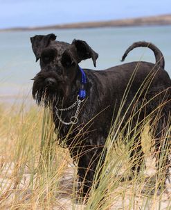 A21C0947 Schnauzer – Miniature