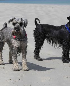 A21C0960 Schnauzer – Miniature