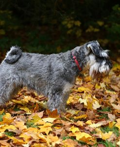 AY3V8821 Schnauzer – Miniature