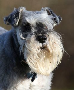 CQ2R0122 Schnauzer – Miniature