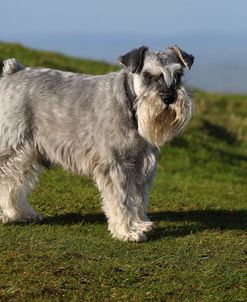 CQ2R0140 Schnauzer – Miniature