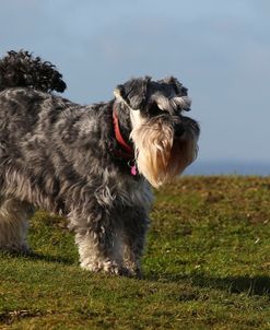 CQ2R0143 Schnauzer – Miniature