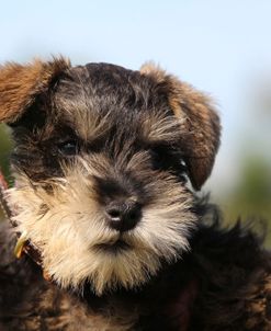 CQ2R0351 Schnauzer – Miniature