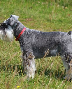 CQ2R0419 Schnauzer – Miniature