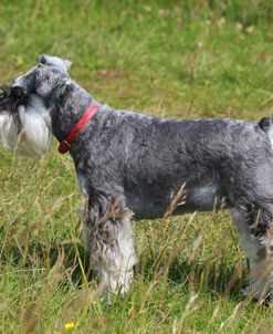 CQ2R0419 Schnauzer – Miniature