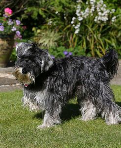 AY3V4746 Schnauzer – Miniature