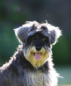 AY3V4781 Schnauzer – Miniature