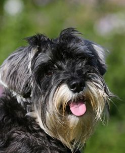 AY3V4791 Schnauzer – Miniature
