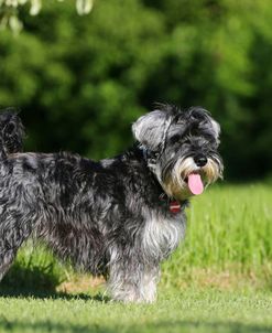 AY3V4875 Schnauzer – Miniature