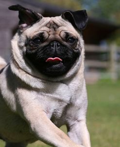 AY3V0495 Pug