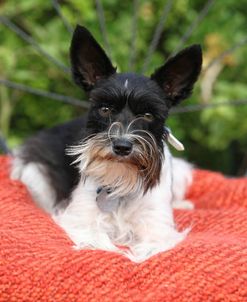 CQ2R0533 Schnauzer – Miniature