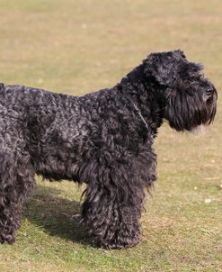 CQ2R0734 Schnauzer – Miniature