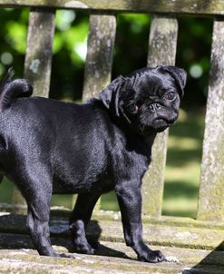 AY3V0365 Pug