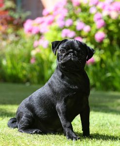 AY3V0406 Pug