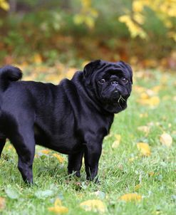 CQ2R2299 Pug