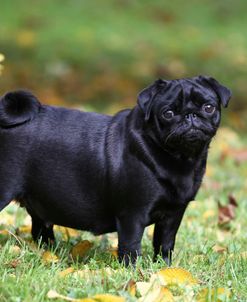 CQ2R2304 Pug