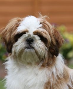 418Y3146 Shih Tzu