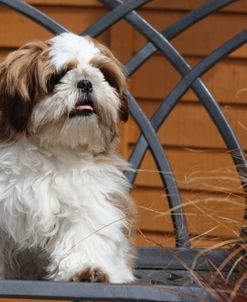 418Y3273 Shih Tzu