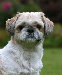 AY3V7480 Shih Tzu