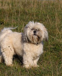 CQ2R1239 Shih Tzu