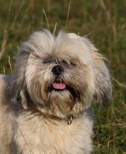 CQ2R1243 Shih Tzu