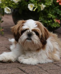 418Y3101 Shih Tzu