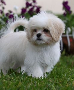 CQ2R1769 Shih Tzu