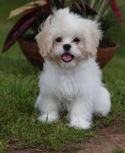 CQ2R1791 Shih Tzu