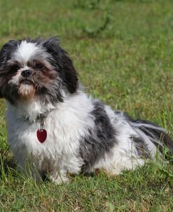 CQ2R2165 Shih Tzu