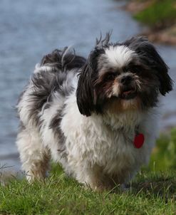 CQ2R2227 Shih Tzu