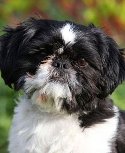 CQ2R2689 Shih Tzu